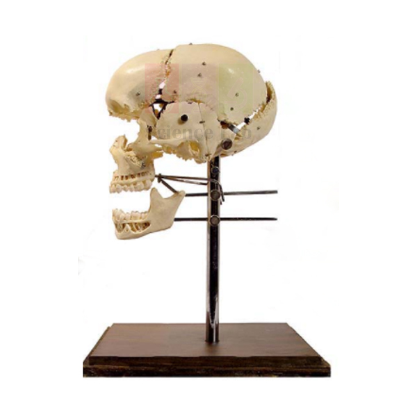 Human Skull Bones Model